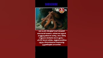 OCTOPUS 🐙🦑#shortvideos #shortsviral #animals #octopus #shortvideo #shorts #youtube #motivation