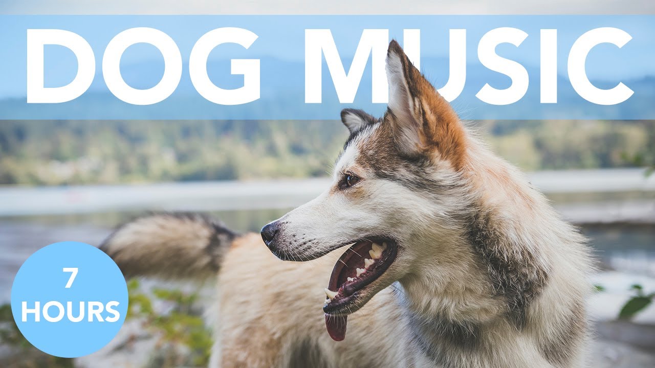 music to help your dog sleep