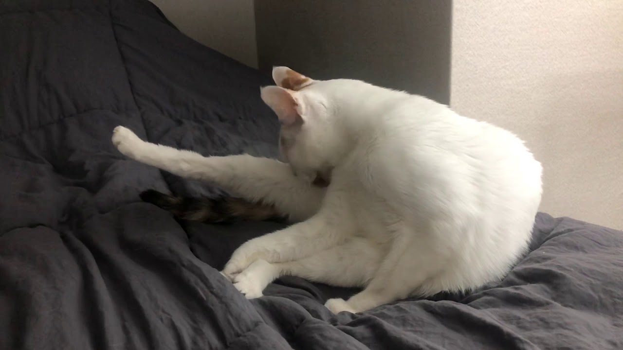Cat grooming herself YouTube