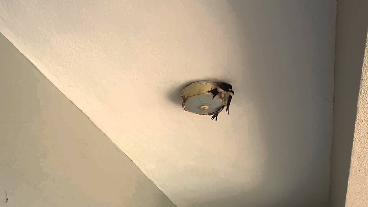 Rüyada Kuş Yuvası Görmek Ve Bozmak Ne Demek Rüyada Kuş Yuvası Görmek Ve Bozmak Ne Demek