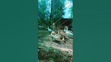 zoo of gomal university Dera Ismail Khan #life_of_sultani #sultaniphotography #trending #viral #love