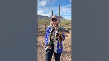 Hunting with Hawks! #shorts