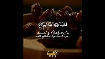 🌸✨فناداها من تحتها ألا تحزني🤍🍃 سورة مريم:٢٤-٢٦|أحمد النفيس|Surah Maryam:24-26|Ahmad al Nufais