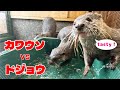 カワウソvsドジョウ【コツメカワウソ】