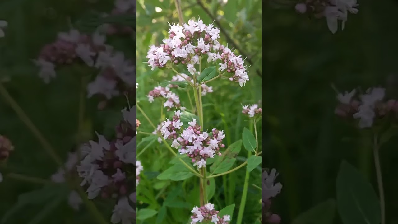 В ЧЕМ РАЗНИЦА ОРЕГАНО И ДУШИЦЫ! #short #shorts #shortvideo #shortsvideo #кулинария #кухня #еда
