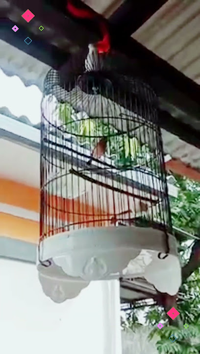 BURUNG SALOME GACOR