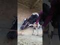How Intravenous cannula in jugular vein in a cow is done by Mathur Mondal