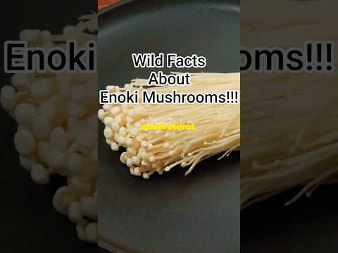 Jamur Enoki Bahaya Atau Tidak