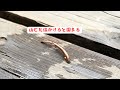 ヤマビル塩かけると固まる#shorts