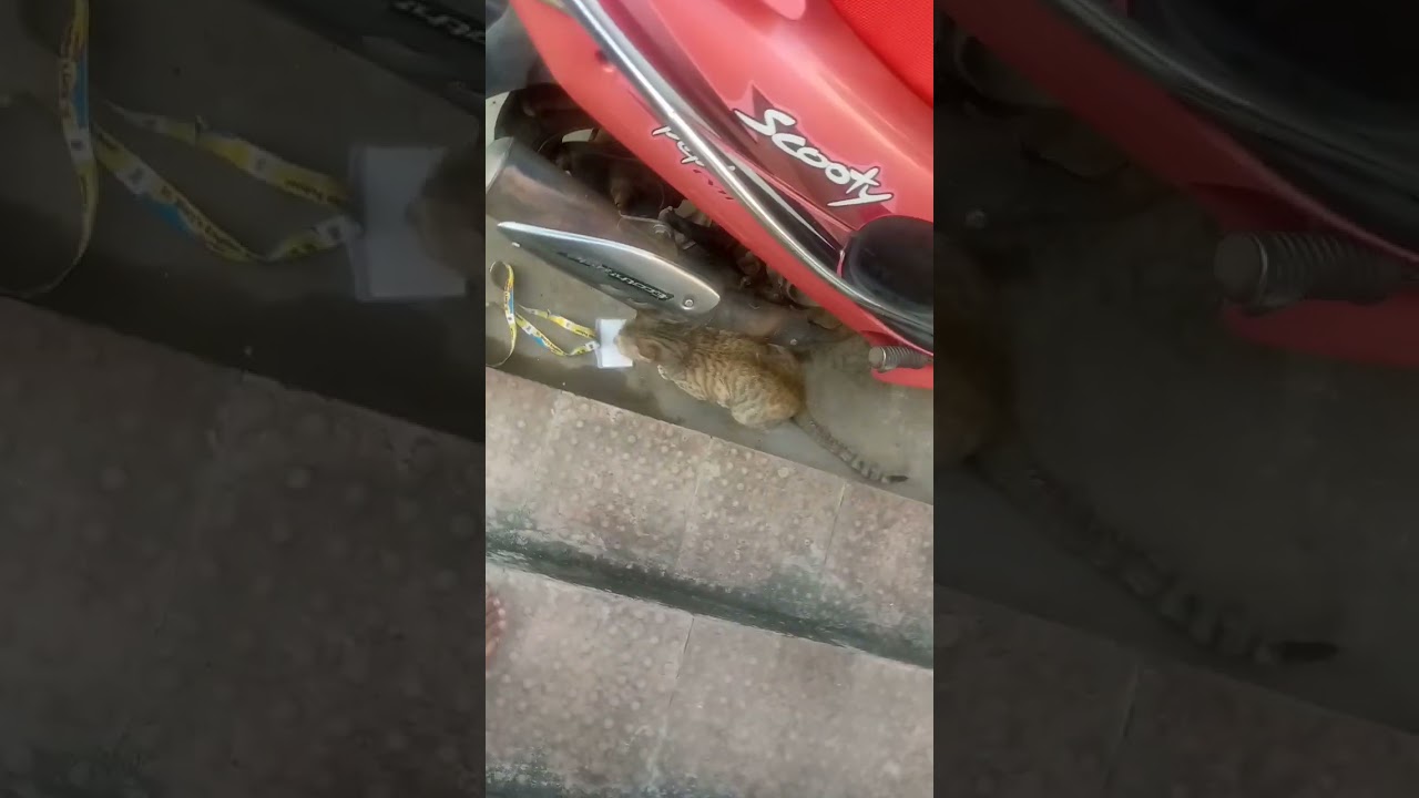 cute cat mini attack#unknown era