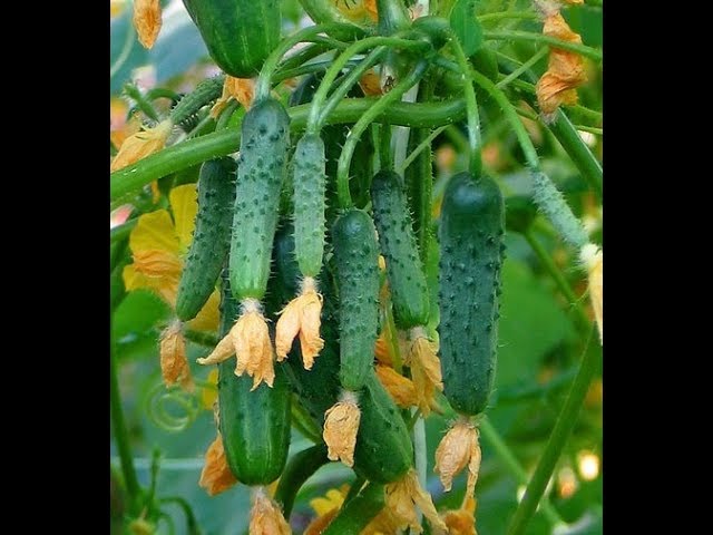 На каком расстоянии и с какими растениями лучше всего сажать огурцы