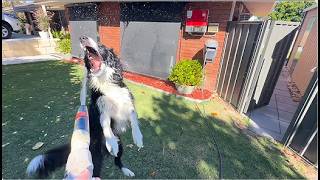 Animals Being Total Derps
