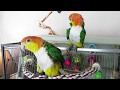 White Bellied Caique Pair