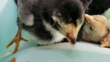 Me Nyuam Qaib AirBender