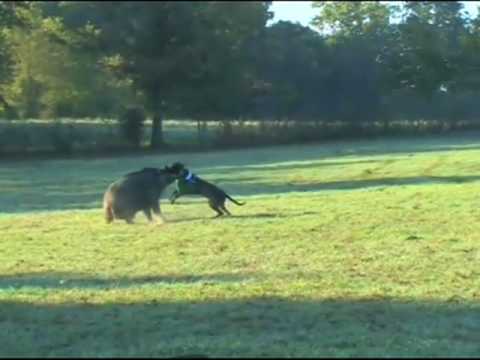 german shepherd hunting boar