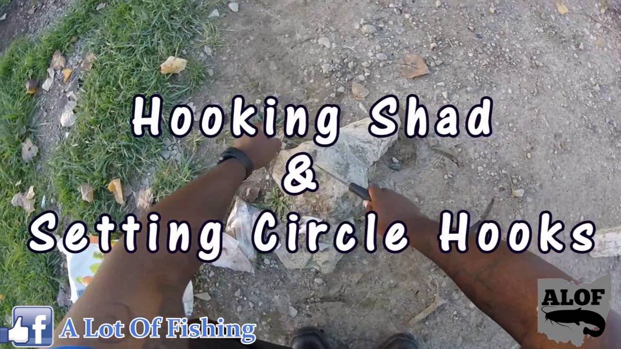 Tip Of the week: Hooking Shad & Setting Circle Hooks 