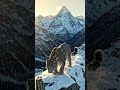 leapord in Snow #anayavideo #wildlife #eagles #jungle #snow #snowleopard
