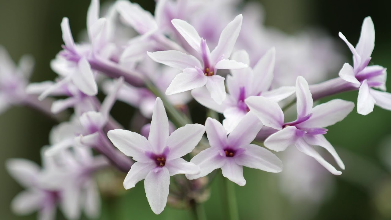Flowering Society Garlic YouTube