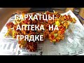 Бархатцы- аптека на грядке.