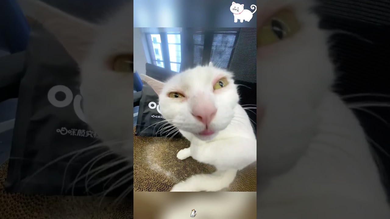 An interesting white cat