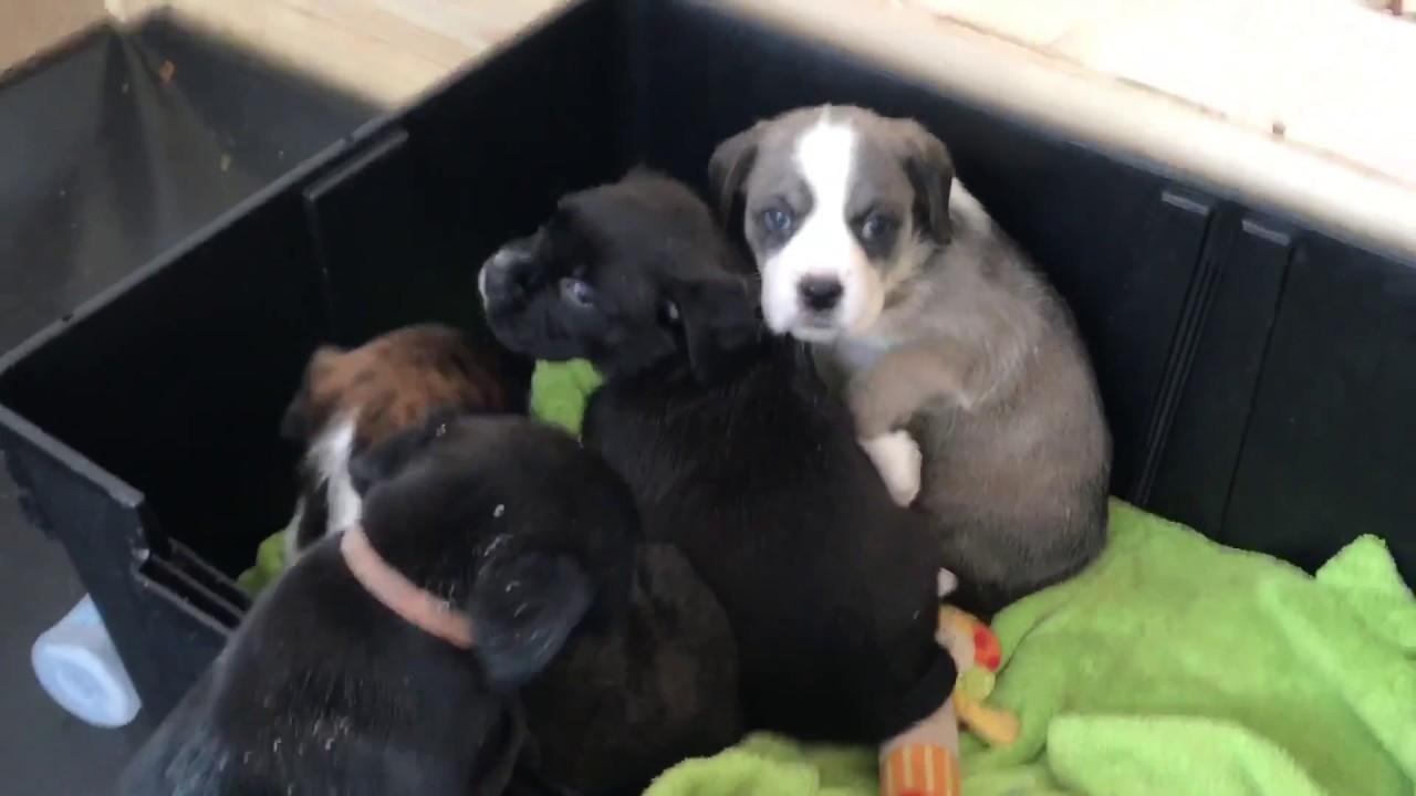 Boxer Labrador Mix Welpen Impressionen Hunde Babys Sechste Woche