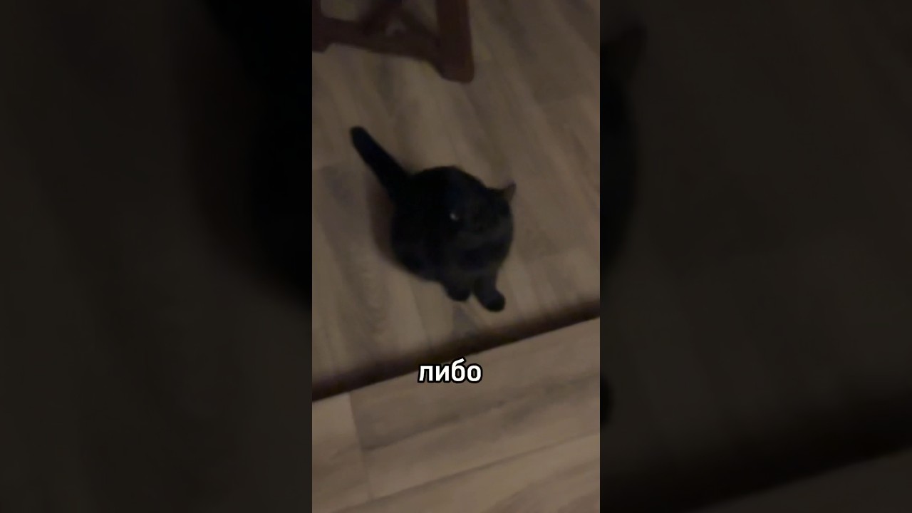 У Чирика сложный денек 😶 