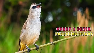 Suara Trucukan Ini Sangat Ampuh Memanggil Trucukan Manapun Terbukti Langsung Ikutan Nyaut