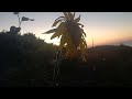 Gün batımı#gün#batımı# doğa# çok # güzel#