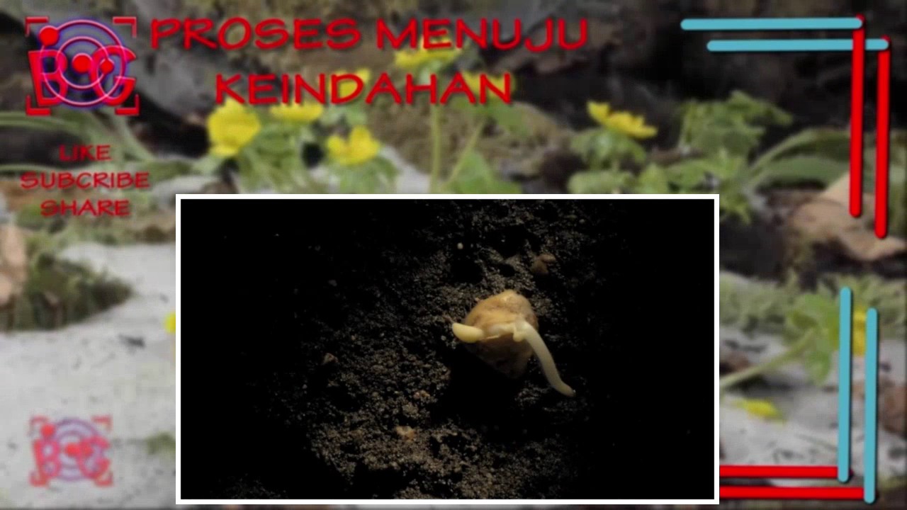 Proses Keindahan Sweet corn underground germination time lapse