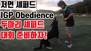 워킹라인 저먼 셰퍼드 두마리와 훈련경기대회 준비해보자! IGP Obedience training! 저먼 셰퍼드 복종훈련!