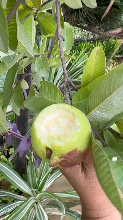Blessed garden #guava #viralshorts #fruit#youtubeshorts