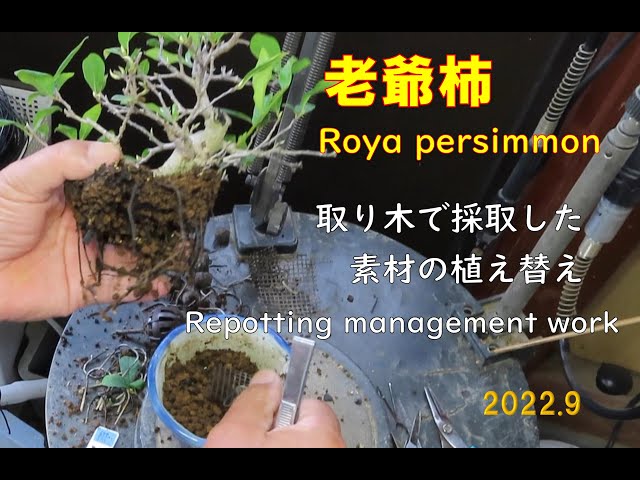 老爺柿 ４年生ぐらい 雌木です 老爺柿 4年生ぐらい 雌木です