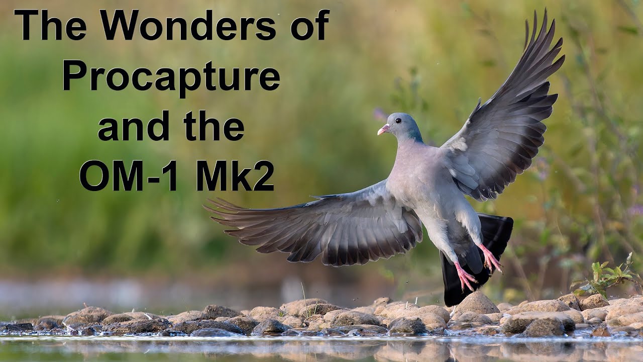 Using the Buteo Falco Hide to photograph Stock doves at low level with the OM-1 and 150-400mm Lens