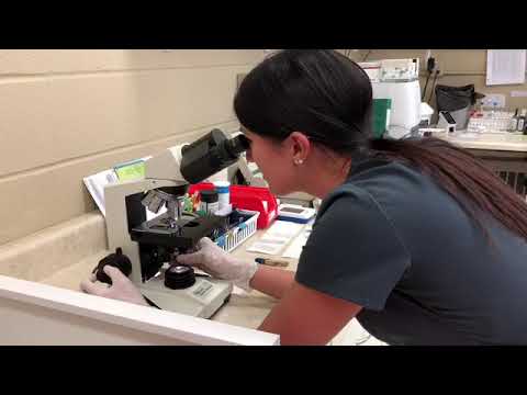 Vidéo: Test d'ovulation canine