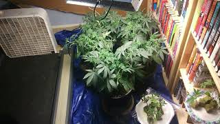🔥Super Cropping Indoor Cannabis Plants cause I'm a pimp like that🔥