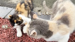 A kitten scolded by her mom for being late for eating
