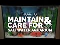 How To Maintain & Care For Your Basic Saltwater Aquarium