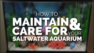 How To Maintain & Care For Your Basic Saltwater Aquarium