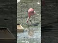 フラミンゴと朝活ピアノ by SCHUN-CHEE