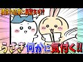 【ちいかわ】模試の問題と解答を見るうさぎ！何か重大なことに気付いた様子だが…！【最新話】