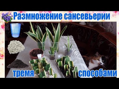 Размножение сансевьерии (сансевиера, сансивьерия, Sansevieria) тремя способами  в домашних условиях.