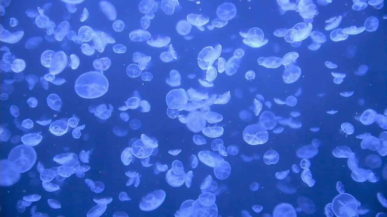 4K 映像] オールナイトカモスイ～くらげまみれ～ |ミズクラゲ - YouTube