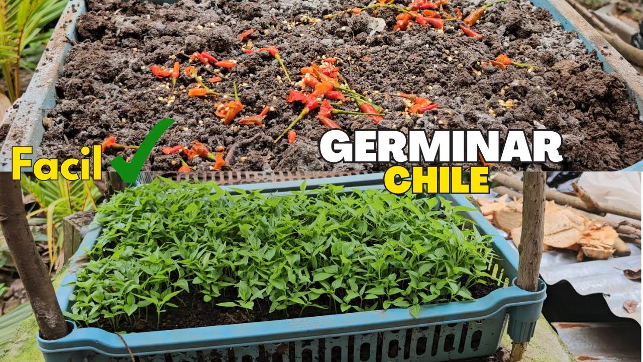 Como Germinar Semilla de Chile PASO a PASO en Bandejas Plasticas - YouTube