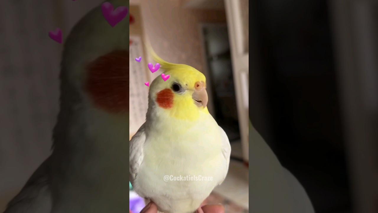 Feathered Charm: Adorable Cockatiel's Cutest Moments | 