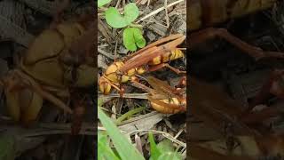 ANTS ATTACK BEES CLIPS