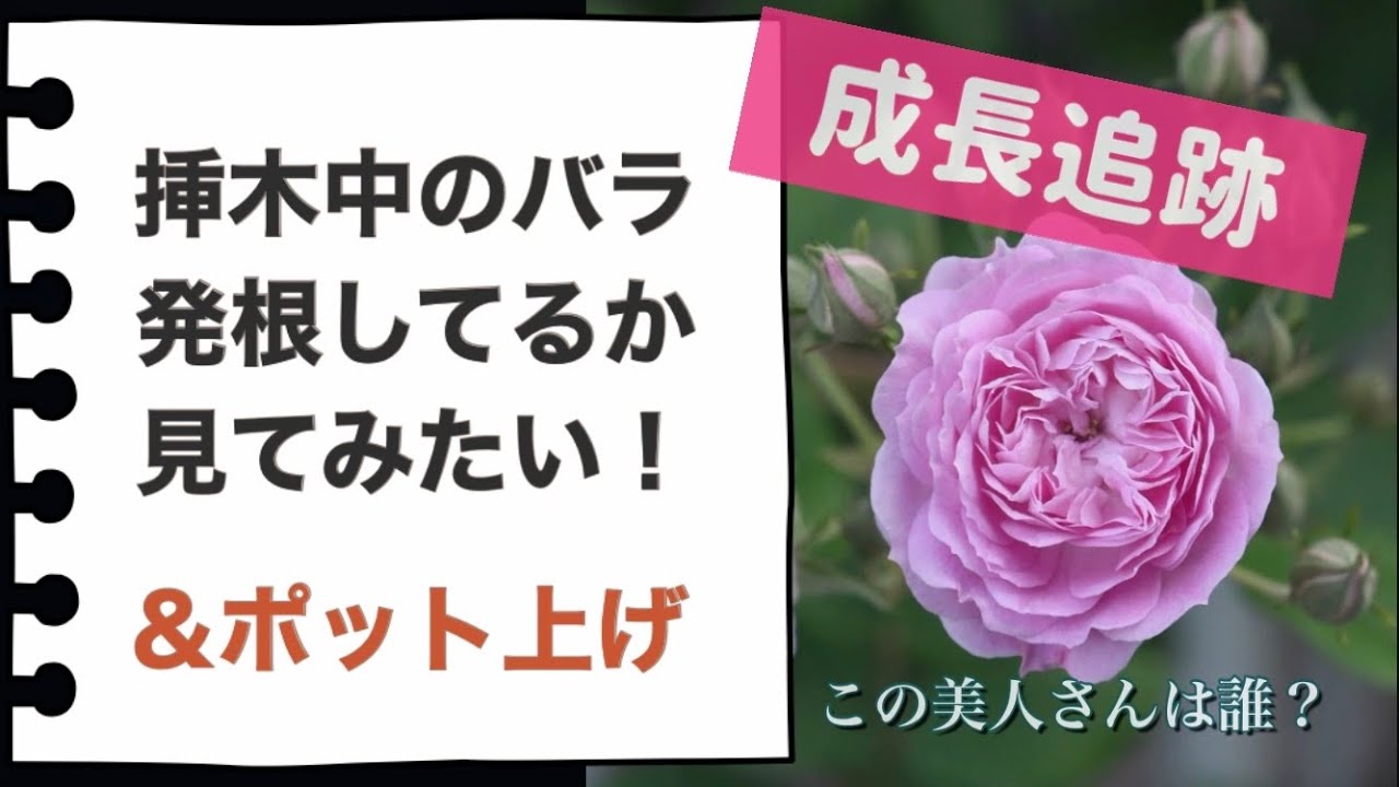 《バラの挿し木》挿し木中のバラ発根確認方法＆できるだけ根を傷つけないようにポット上げする方法