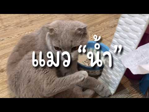วีดีโอ: อาการขาดน้ำของแมว - อาการขาดน้ำในแมว