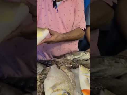 أفضل أنواع أسماك البحر الأحمر الموجودة بالسويس