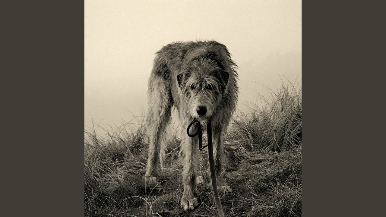 Guarda Wolfhound su YouTube Guarda Wolfhound su YouTube
