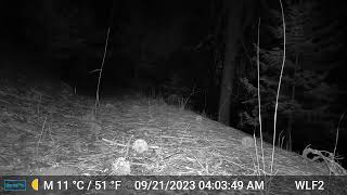 Tehachapi Cabin Fox